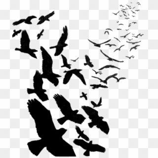 #aves #birds #pájaros #volar #fly - Flock Of Crows Png, Transparent Png
