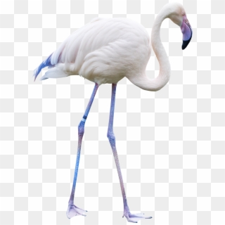 Formato Png, Aves, Animales, Usados, Flamenco, Polyvore, - White Flamingo Png, Transparent Png