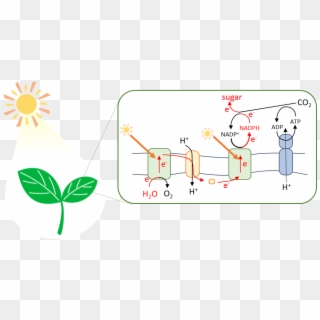 Using Natural Photosynthesis As The Ideal Model System, - Illustration, HD Png Download