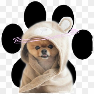 Jiffpom Sticker - Dog, HD Png Download