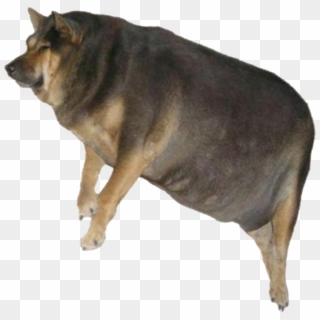 ¿qué Persona No Política Te Gustaría Que Se Presentara - Fat Dog, HD Png Download