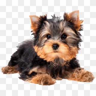 Scroll To Top - Cute Yorkshire Terrier Puppy, HD Png Download