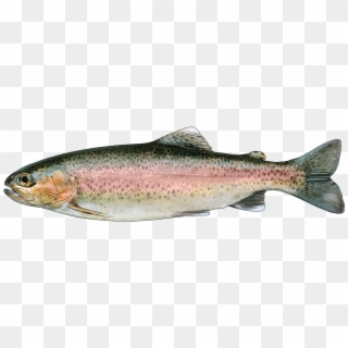 Http - //www - Fishbuoy - Com/images/images/fish Species - Rainbow Trout, HD Png Download