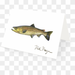 Brown Trout - Trout, HD Png Download
