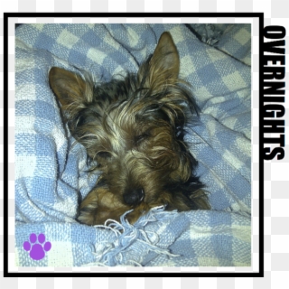 Australian Silky Terrier, HD Png Download