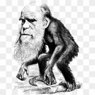 Drawing Gorilla Pen - Charles Darwin, HD Png Download