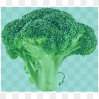 Brocoli Green Trans - Broccoli, HD Png Download