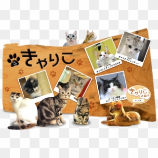 Calico Cat Cafe - Cat Grabs Treat, HD Png Download
