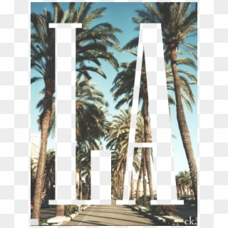 Bianka Marková - Beverly Hills Palm Trees, HD Png Download