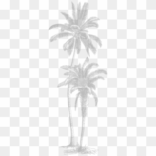 Double Tall Palm Trees - Attalea Speciosa, HD Png Download