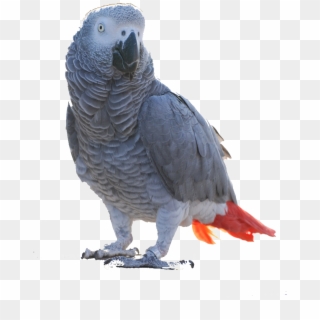 Greyfullclr Image - African Grey Parrot, HD Png Download