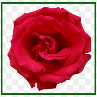 Amazing Red Decor Flower Of Hd Png Ⓒ Clipart , Png - Rose, Transparent Png