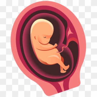 He/she Can Open Their Their Eyes, Move Around, Swallow - Baby In Womb Transparent Png, Png Download