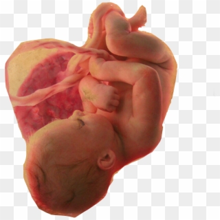 #baby #womb #lifeisbeautiful #pregnant - Offal, HD Png Download