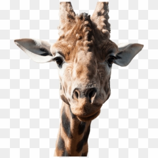 Giraffe Side Image - Giraffe, HD Png Download
