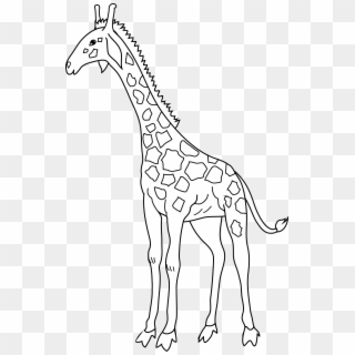 Coloring Page Free Clip Art - Giraffe, HD Png Download