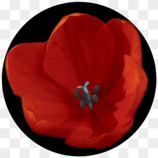 Red Tulip - Corn Poppy, HD Png Download
