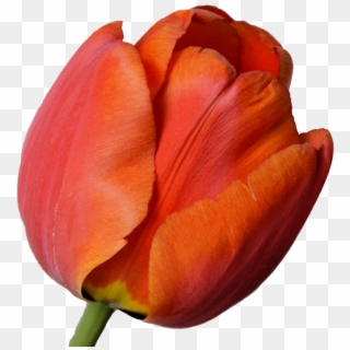 Tulip Blossom Bloom Red Orange Png Image - Tulipan Naranja Png, Transparent Png