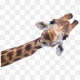 #ftestickers #giraffe #head #sneaking #peeking - Giraffe Neck Png, Transparent Png