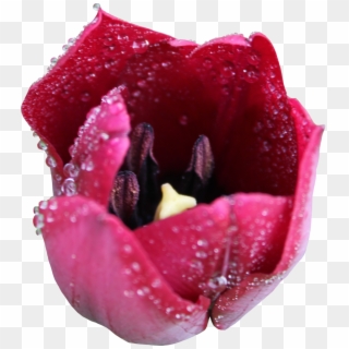 Tulip Flower Free Png Transparent Images Free Download - Tulipa Humilis, Png Download
