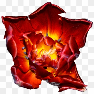 Tulip, Red Yellow, Blossom, Bloom, Spring, Isolated - Fundo Vermelho Preto E Amerelo, HD Png Download