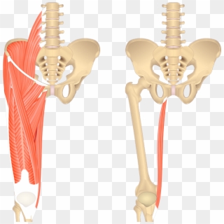 An Image Showing The Bony Elements Of Lower Spinal - Gracilis Muscle, HD Png Download