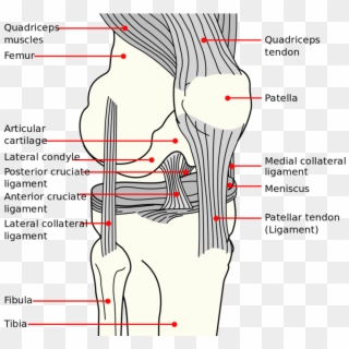Knee Diagram - Long Does An Mcl Tear Take, HD Png Download