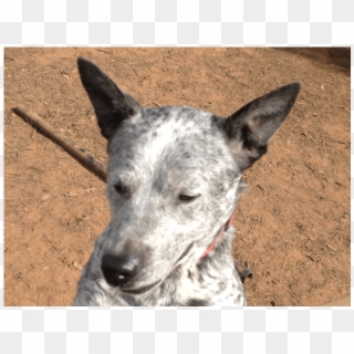 Donate To Petrescue - Australian Stumpy Tail Cattle Dog, HD Png Download