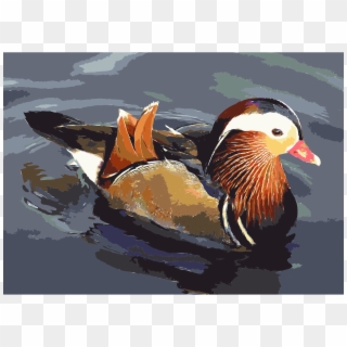 This Free Icons Png Design Of Mandarin - Mandarin Duck, Transparent Png