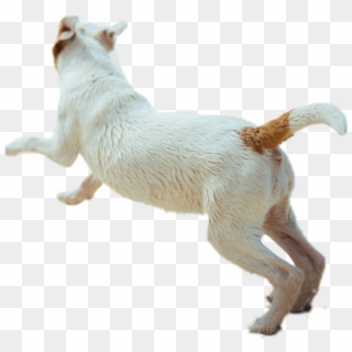 #dog #animal #running #fast #puppy #cute #dogrunning - Dog Catches Something, HD Png Download