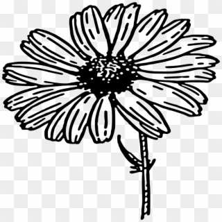 800 X 800 3 - Daisy Flower Clipart Black And White, HD Png Download