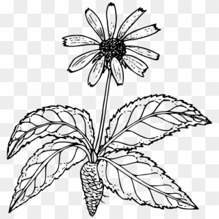 Outline Drawing Of A Wild Flower With Root Free Image - Outline Pictures Of Flower Plant Root, HD Png Download