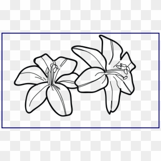 Collection Of Free Garden Drawing Concept Download - Draw Easy Tiger Lily, HD Png Download