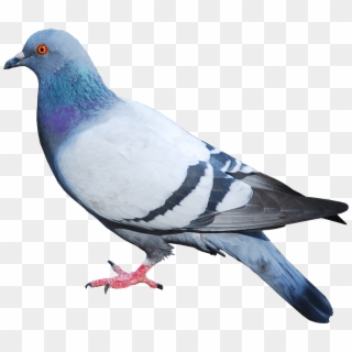 Pigeon Png, Transparent Png