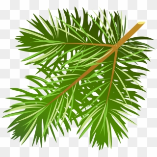 Transparent Pine Branch Png Clipart - Pine Tree Branch Clip Art, Png Download