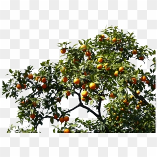 Orange Tree Branch Png, Transparent Png