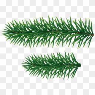 Free Png Pine Branches Png, Transparent Png