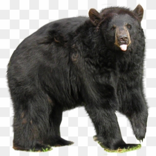 Bear Png - Asian Black Bear Png, Transparent Png
