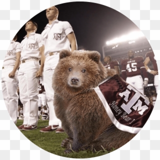 13 Honey Bear - Texas A&m Mascot, HD Png Download