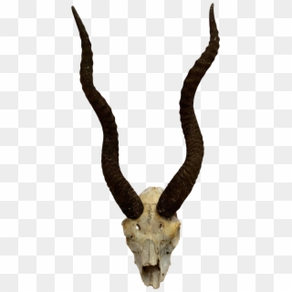 1950s Natural Antelope Antlers With Partial Skull - Skull, HD Png Download