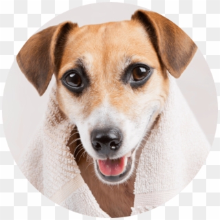 Dog Towel 20 Jul 2017 - Bath Dog Shutterstock, HD Png Download