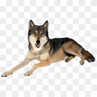 Png Image Information - Png Wolf Hd, Transparent Png