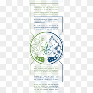 Sgmobile - Circle, HD Png Download