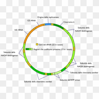Mitochondrial Dna It - Mitochondrial Dna, HD Png Download