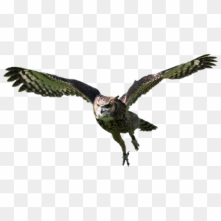 Owl Flying Bird Animal Nature Wildlife Predator - Osprey, HD Png Download