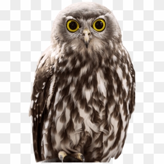 Owl Encounter - Side Owl, HD Png Download