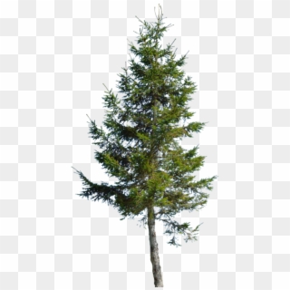 Backdrop Conifer Large - Red Pine, HD Png Download
