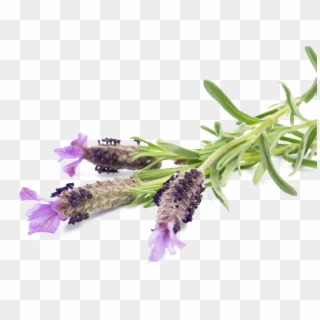 Small Batch Distillery - French Lavender, HD Png Download