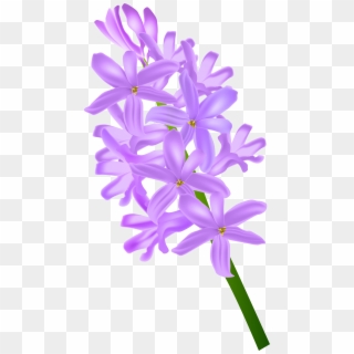 Hyacinth Transparent Clip - Purple Hyacinth Transparent, HD Png Download