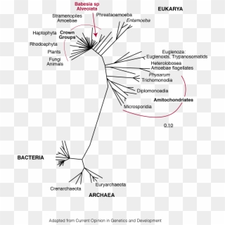 Babesia Life Tree - Apicomplexa Tree Of Life Phylogeny, HD Png Download